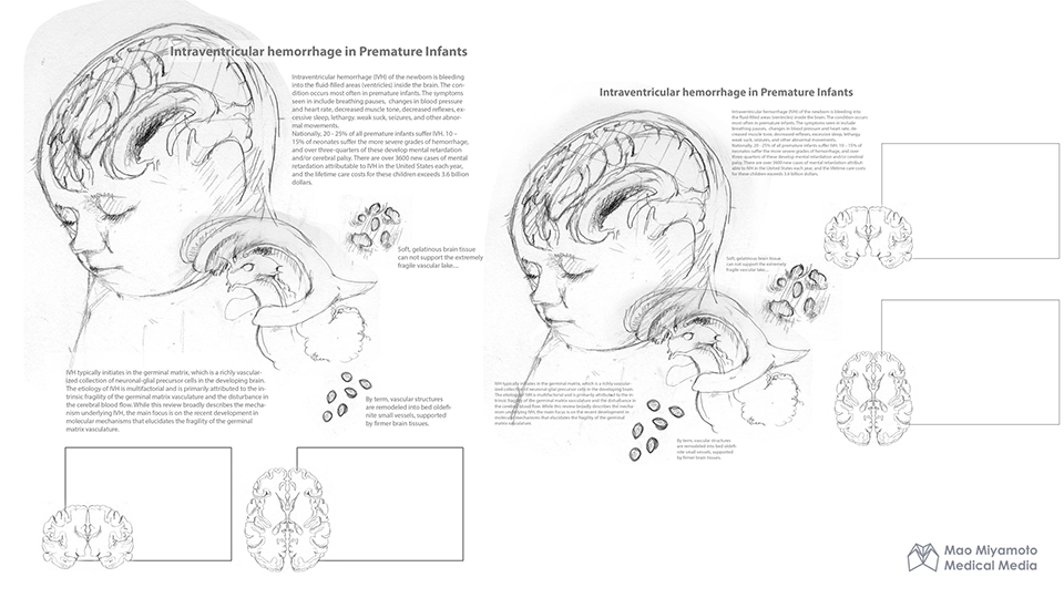 The Brain: A Student's Self-Test Colouring Book